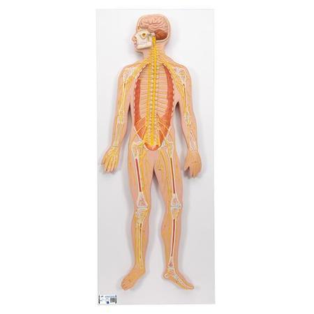 3B SCIENTIFIC Nervous System, 1/2 life size - w/ 3B Smart Anatomy 1000231